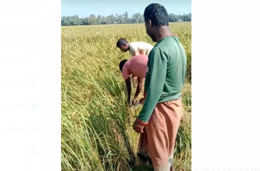 রংপুরে আমনের পাম্পার ফলনঃ ধান কাটতে শ্রমিক সংকট